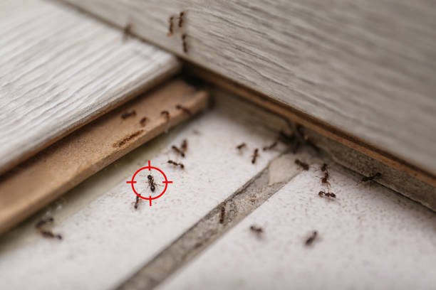 Insect Control in Alma, GA