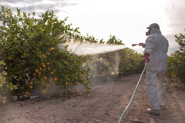 Best Insect Control  in Alma, GA