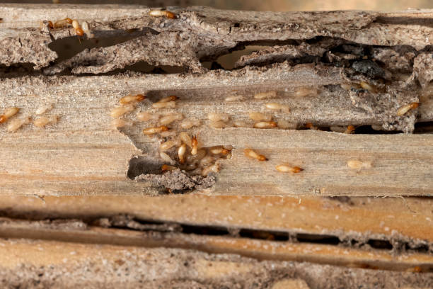 Alma, GA Pest Control Company