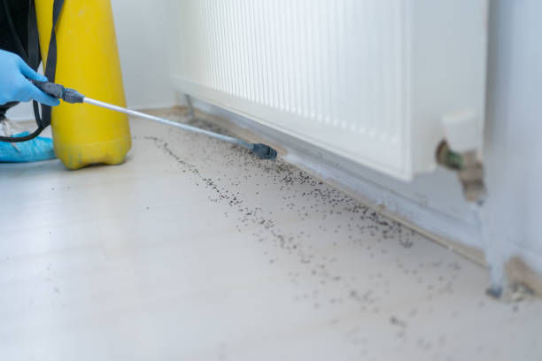 Flea Control Services in Alma, GA